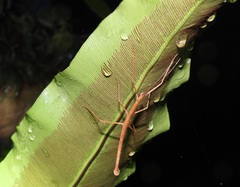 Candovia granulosa