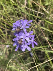 Buchnera longespicata