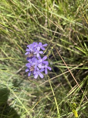 Buchnera longespicata
