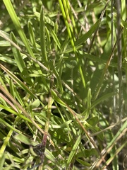 Buchnera longespicata