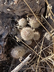 Escobaria sneedii sneedii