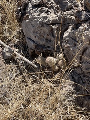 Escobaria sneedii sneedii