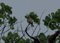 Agelaioides fringillarius