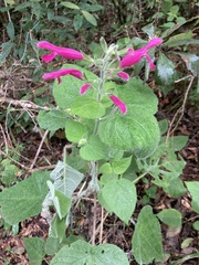 Salvia dorisiana