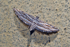 Parapoynx fluctuosalis