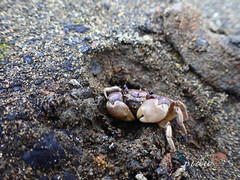 Pseudohelice subquadrata