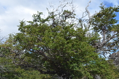 Nothofagus antarctica