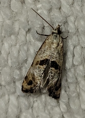 Platphalonidia felix