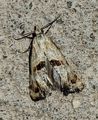 Platphalonidia felix