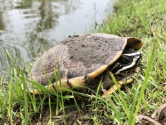 Malayemys macrocephala