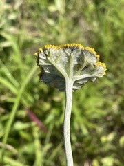 Helichrysum umbraculigerum