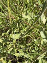 Helichrysum umbraculigerum