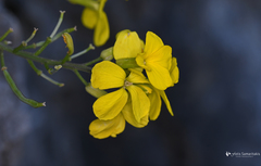 Erysimum candicum candicum