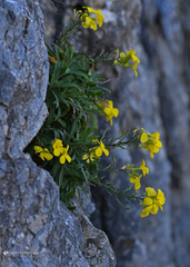 Erysimum candicum candicum