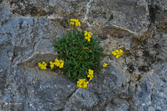 Erysimum candicum candicum