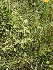 Helichrysum umbraculigerum