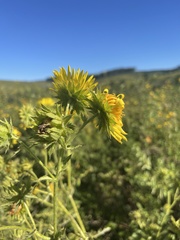 Berkheya robusta