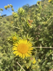 Berkheya robusta