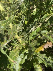Berkheya robusta