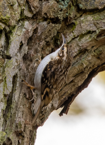Agateador euroasiático (Certhia familiaris)
