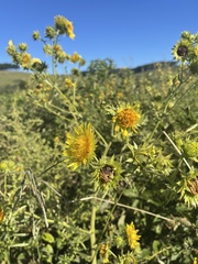 Berkheya robusta