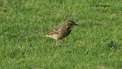Anthus trivialis