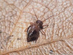 Sminthurus bivittatus