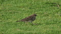 Anthus trivialis