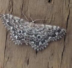 Scopula inscriptata