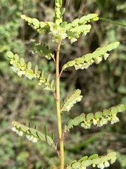 Phyllanthus glaucophyllus