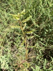 Phyllanthus glaucophyllus