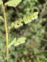 Phyllanthus glaucophyllus