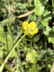 Ranunculus multifidus image