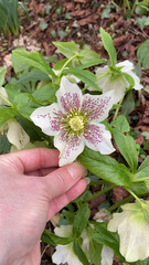 Helleborus orientalis