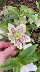 Helleborus orientalis