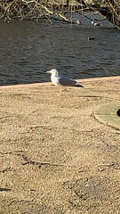 Larus argentatus
