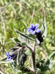 Alkanna strigosa