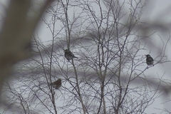 Turdus pilaris