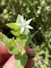 Crassula pellucida image