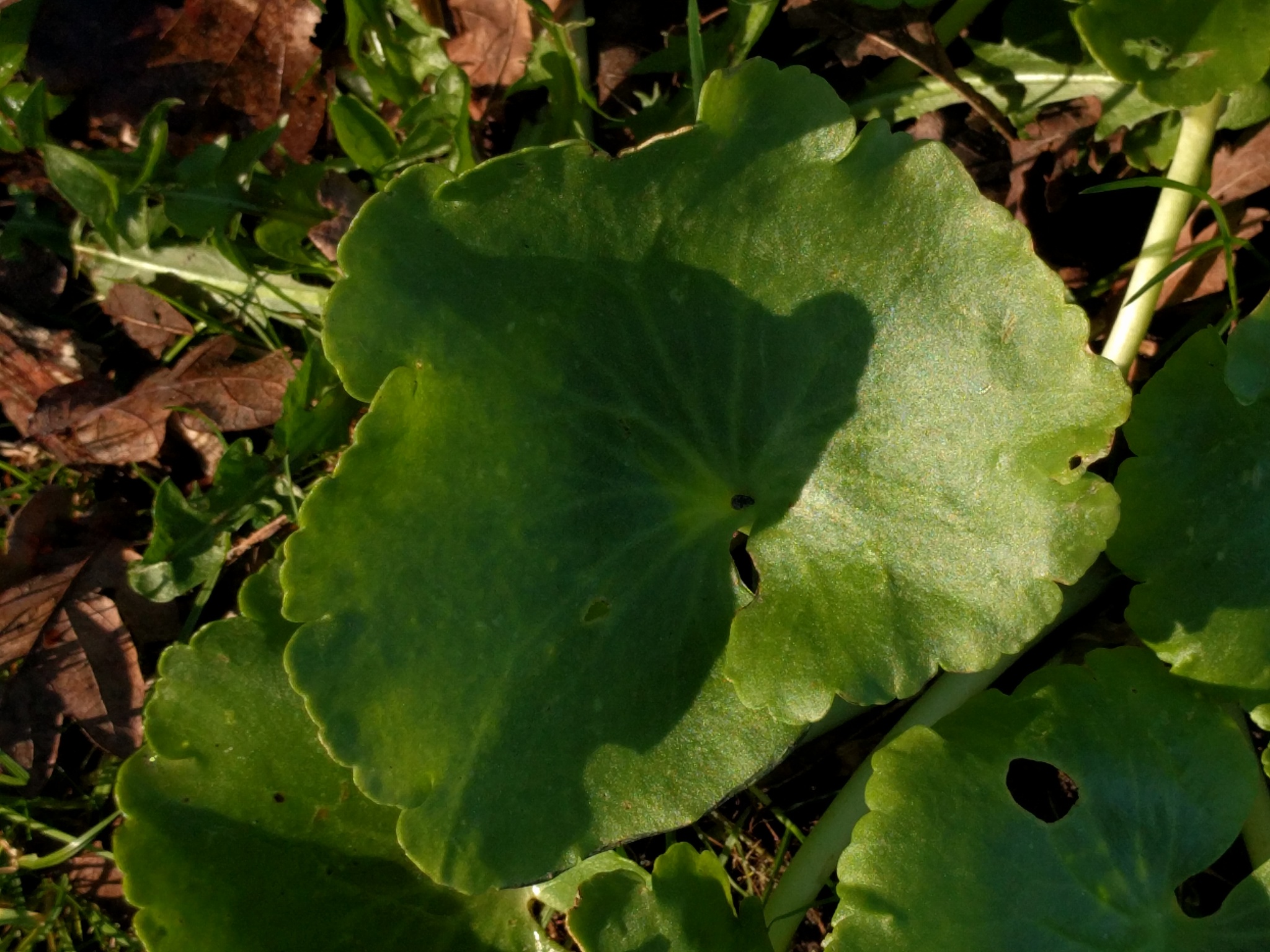 Umbilicus