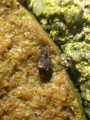 Acalypta parvula