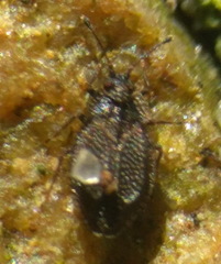 Acalypta parvula