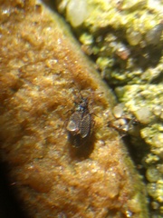 Acalypta parvula