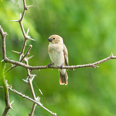 Sporophila albogularis