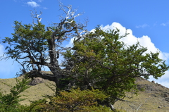Nothofagus antarctica