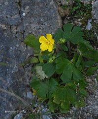 Ranunculus creticus