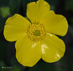 Ranunculus creticus