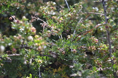 Escallonia virgata