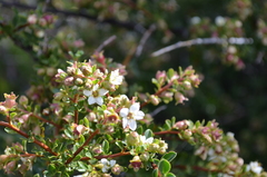 Escallonia virgata