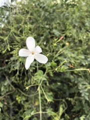 Jasminum officinale